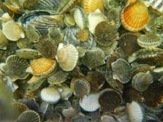 Shellfishing in Chatham photo