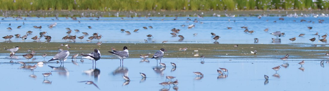 Monomoy National Wildlife Refuge photo